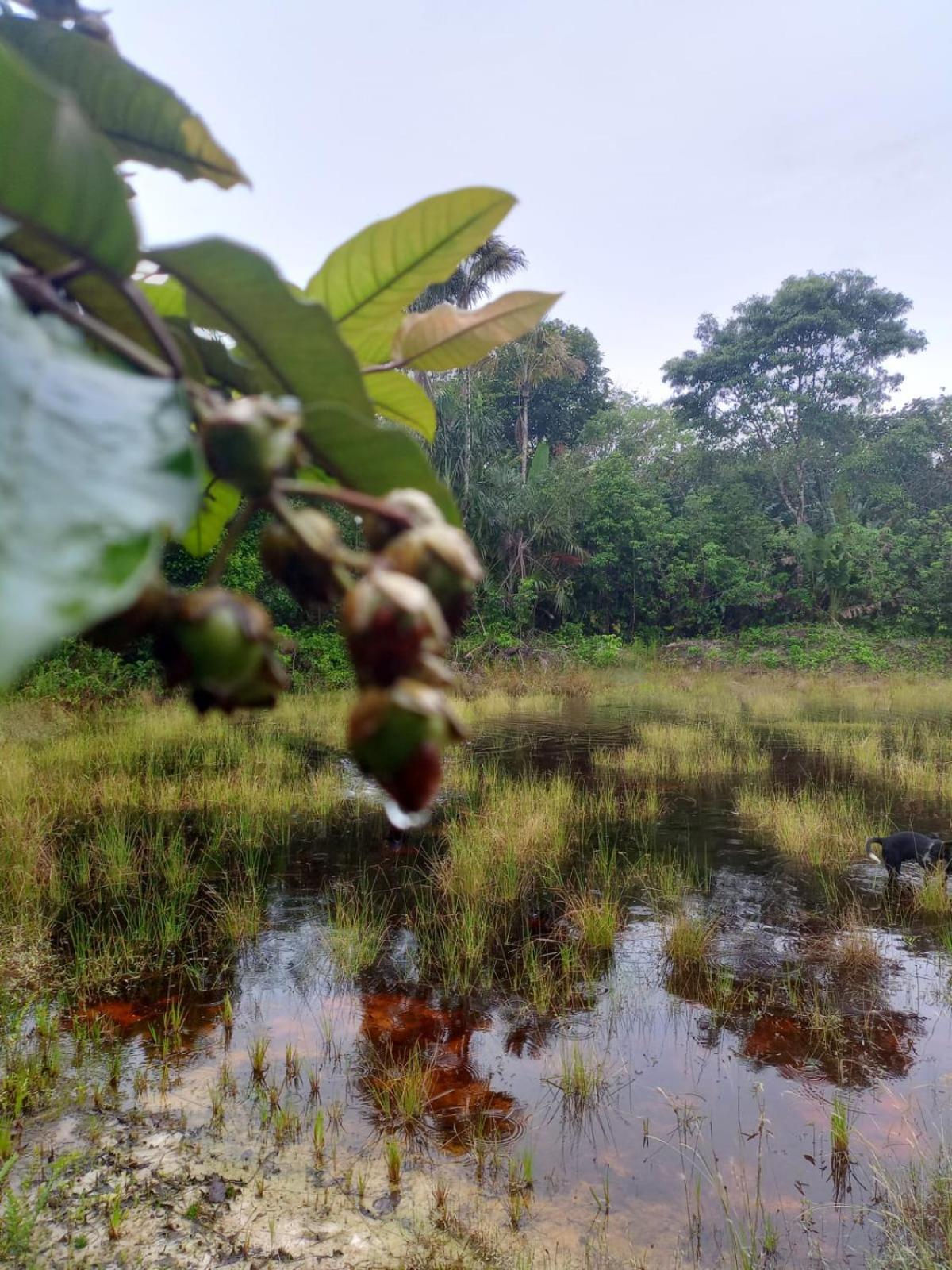 Eco Sitio O Labirinto Do Fauno Ξενοδοχείο Mosqueiro  Εξωτερικό φωτογραφία