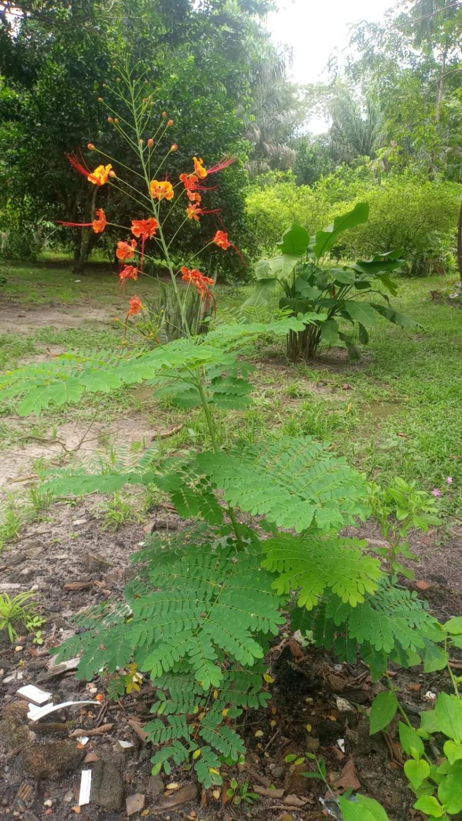 Eco Sitio O Labirinto Do Fauno Ξενοδοχείο Mosqueiro  Εξωτερικό φωτογραφία