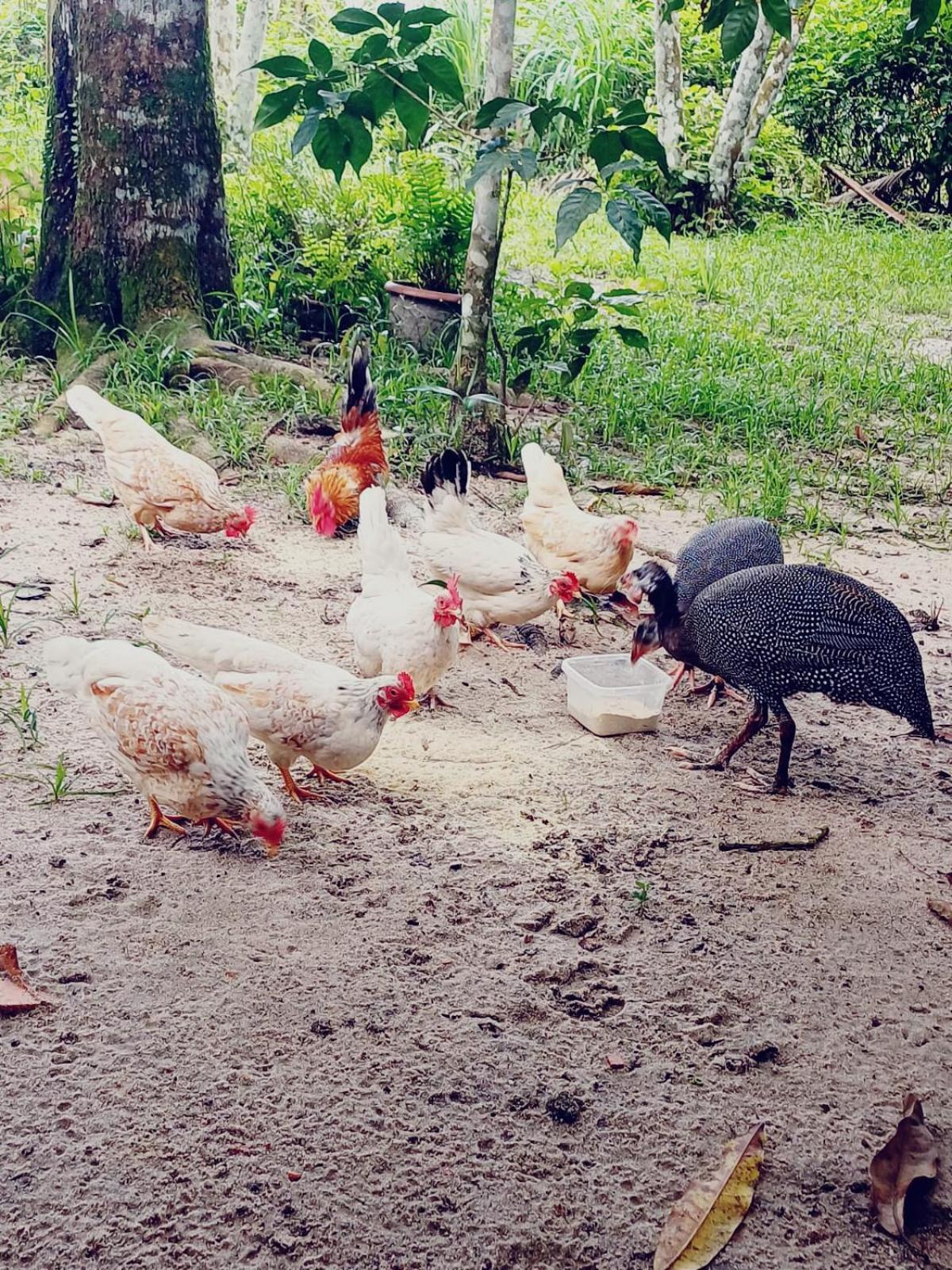 Eco Sitio O Labirinto Do Fauno Ξενοδοχείο Mosqueiro  Εξωτερικό φωτογραφία