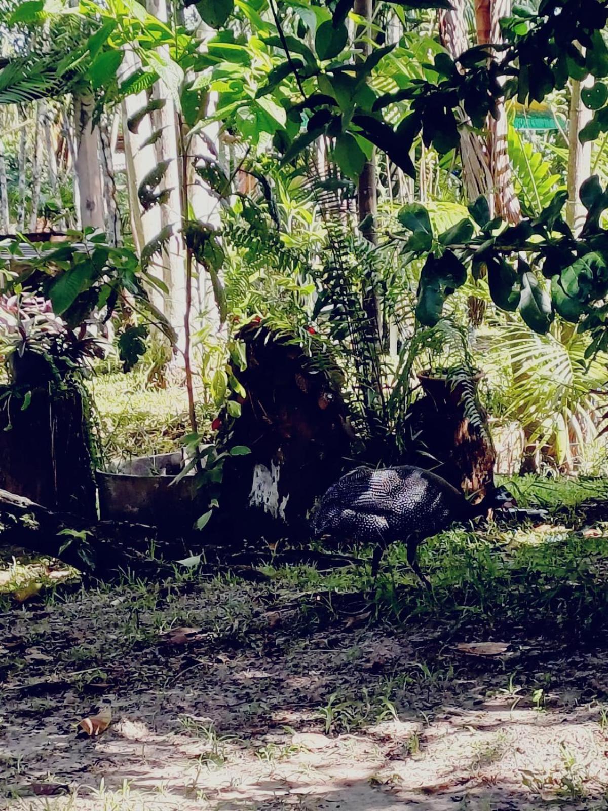 Eco Sitio O Labirinto Do Fauno Ξενοδοχείο Mosqueiro  Εξωτερικό φωτογραφία